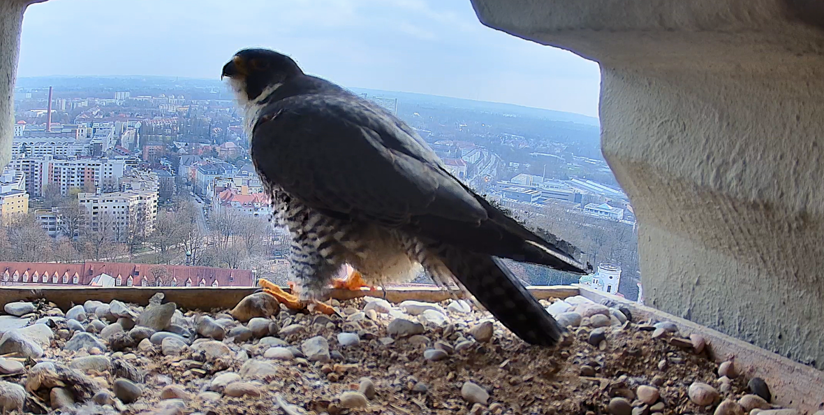 Die Live-Cam zeigt den Wanderfalken direkt in seinem Platz im Kirchturm von Basilika St. Ulrich und Afra in Augsburg.