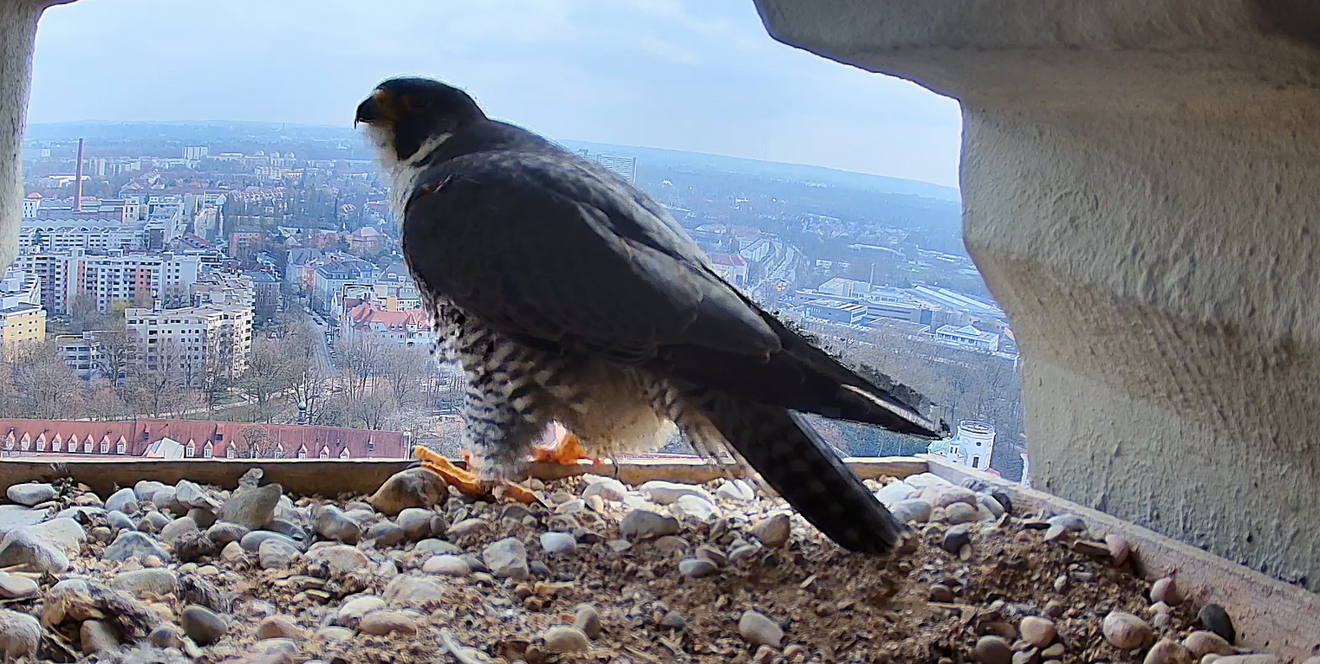 Die Live-Cam zeigt den Wanderfalken direkt in seinem Platz im Kirchturm von Basilika St. Ulrich und Afra in Augsburg.